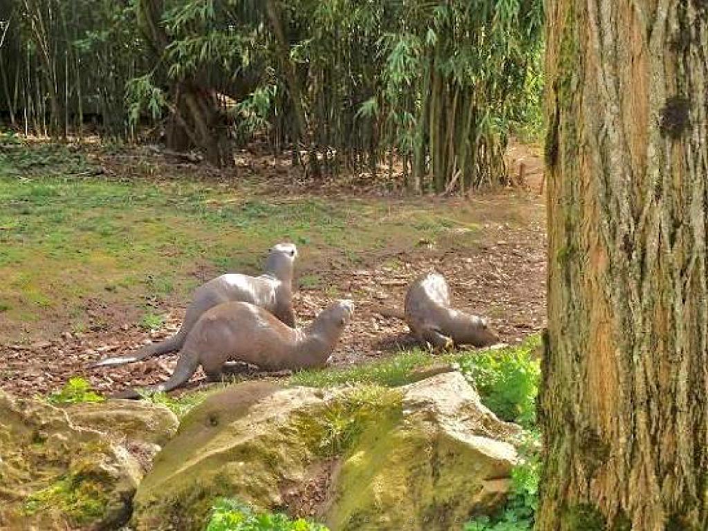 149 BIO PARC DE DOUE LA FONTAINE 6- 2016_000048.jpg